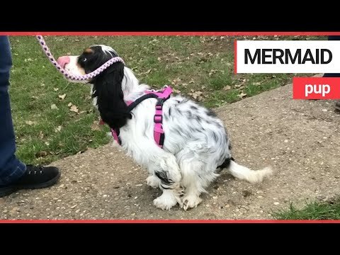 A charity are trying to raise money for a puppy that was hurled from a moving van | SWNS TV