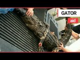 Seven-foot-long alligator was pulled twisting and chomping out of a sewer | SWNS TV