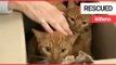 11 cats rescued after being left for dead in alleyway | SWNS TV