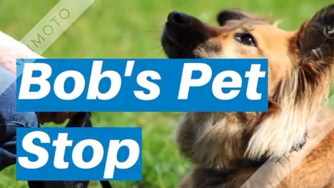 Bob's Pet Stop