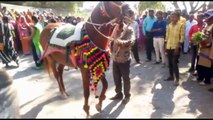 Dancing horse gets out of control at Indian wedding and charges into crowd