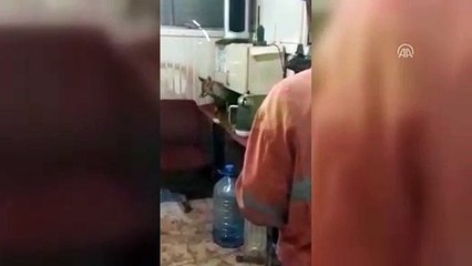 Atölyeye giren tilkinin karnını doyurdular - SİVAS