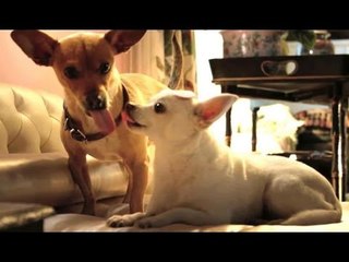 Beverly Hills Chihuahua 3 Trailer