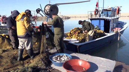 Ağlara takılan kefal sevindirdi - ZONGULDAK