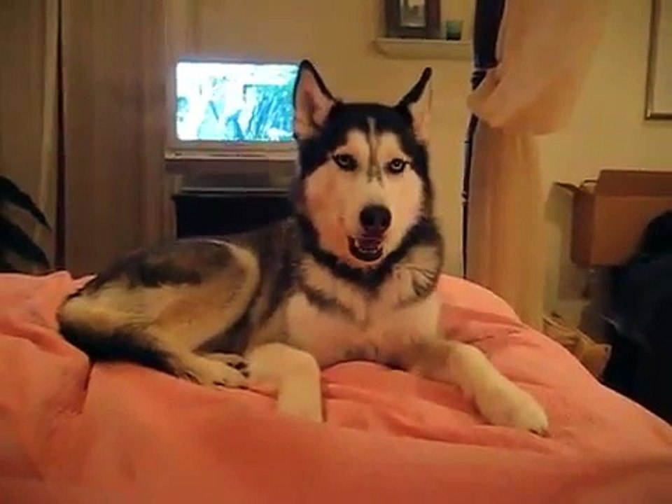 Husky Dog Talking - I love you
