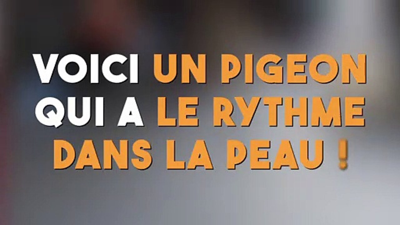 Voici un pigeon qui a le rythme dans la peau !