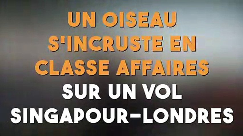 Un Oiseau Sincruste En Classe Affaires Sur Un Vol Singapour Londres