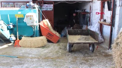 Kayseri'de Akıllı Eşek Keko Verilen Komutları Yerine Getiriyor