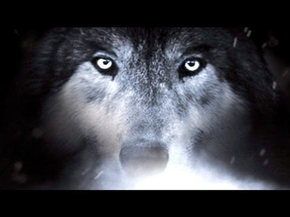 WOLF TOTEM Trailer (2015)