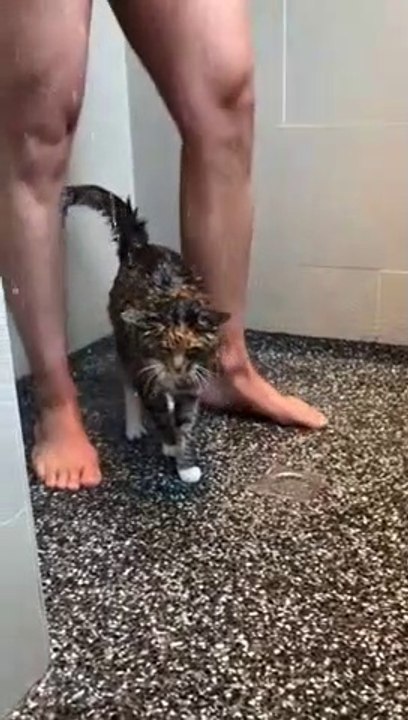 Un chat qui prend sa douche avec son maitre... du jamais vu