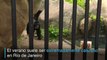 Paletas heladas y aire acondicionado por calor en zoo de Rio