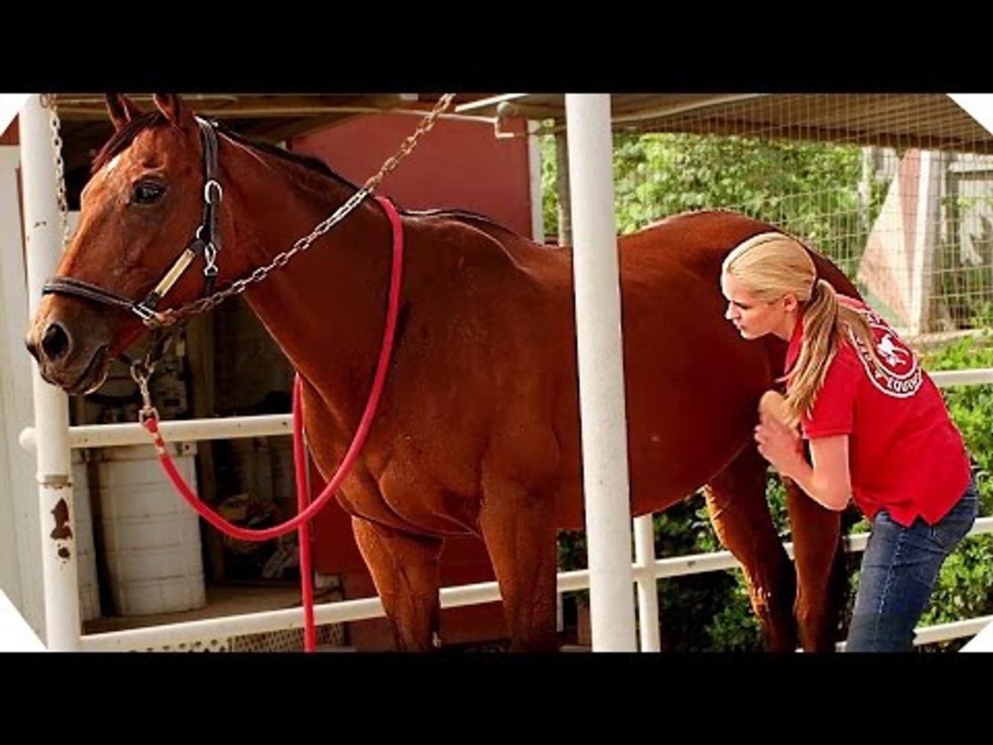 EMMA'S CHANCE Trailer (Horse Movie - 2016) - video Dailymotion