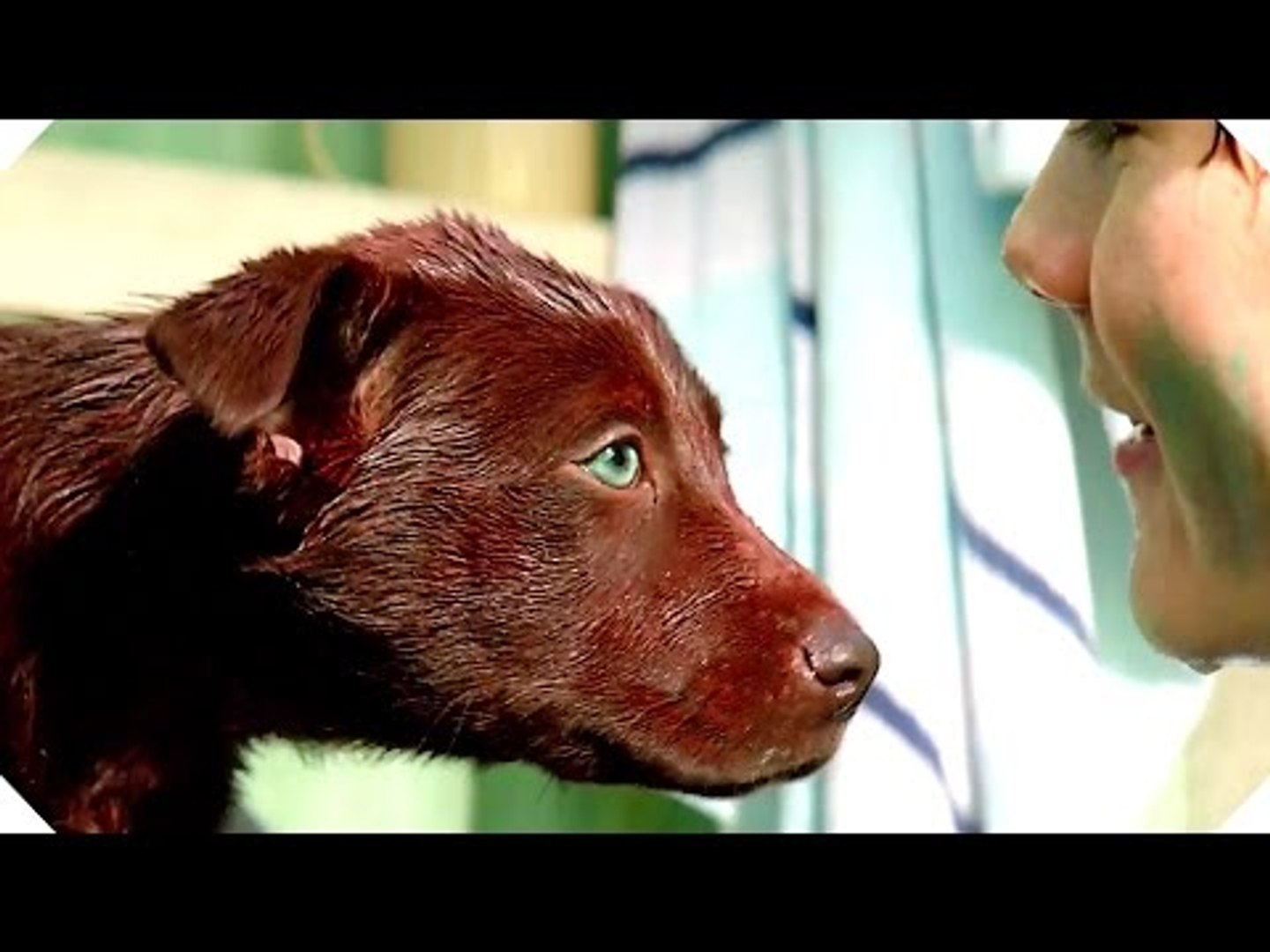 RED DOG: TRUE BLUE Trailer (Dog Movie, Family - 2016) - video Dailymotion