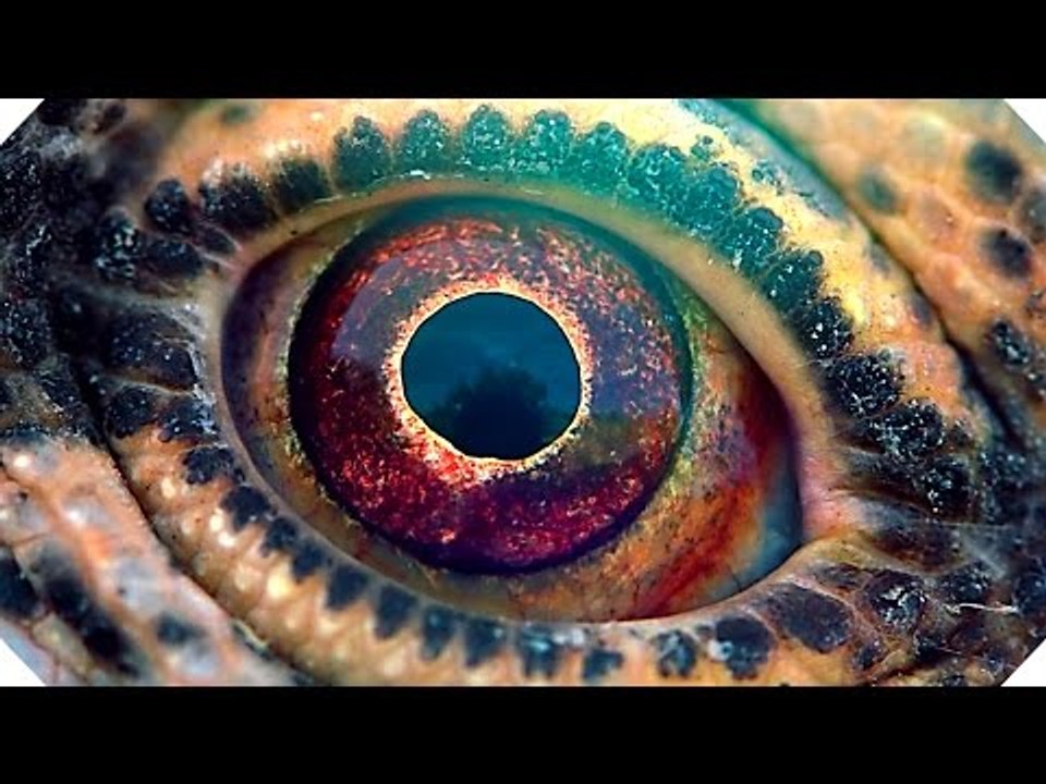 VOYAGE OF TIME Trailer (Brad Pitt, Terrence Malick - Documentary, 2016)