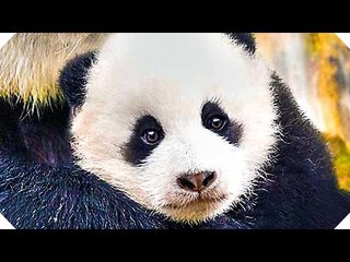 BORN IN CHINA Movie Trailer (Disney Nature, Adventure Documentary - 2017)