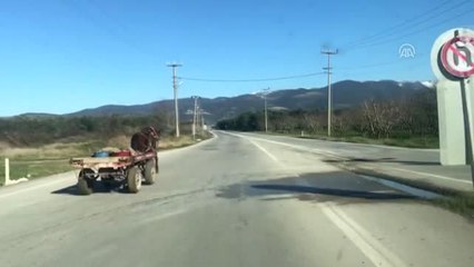 Sahipsiz At Arabasına Zabıta Müdahalesi