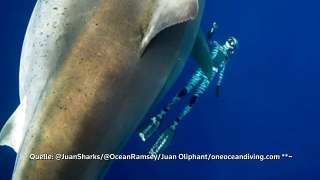 Riesiger Hai vor Hawaii