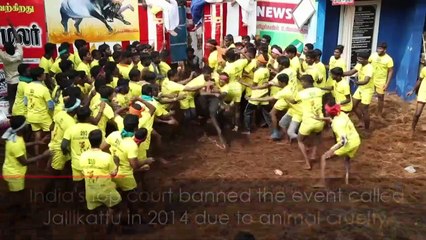 Controversial bull taming sport makes a comeback in India