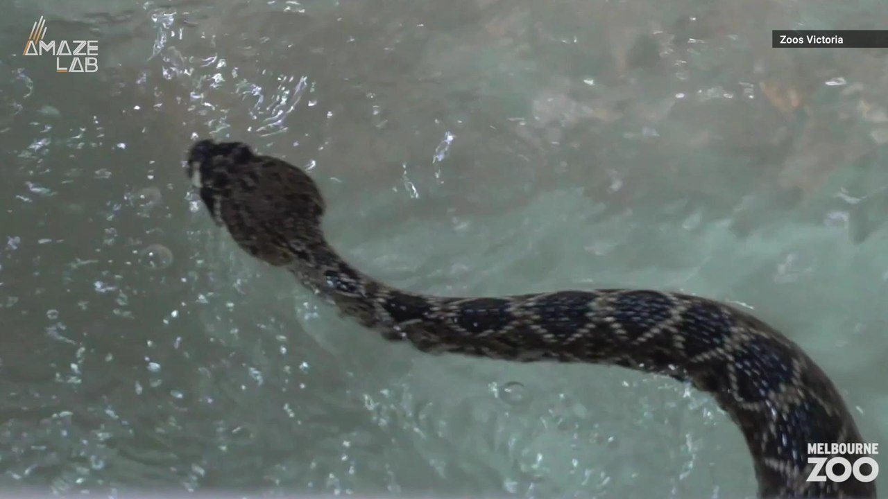 This Zoo Created The First 'Reptile Swim-Gym' To Keep Its Snakes From