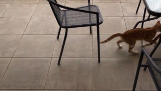 Kung Fu Kitty uses epic karate move in cat fight