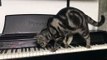 Curious Cat Discovers Piano