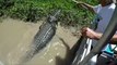 Ces touristes rencontrent un crocodile monstrueux au brésil