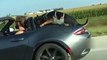 Il laisse son chien à l'arrière de sa voiture décapotable qui roule à 110 kmh
