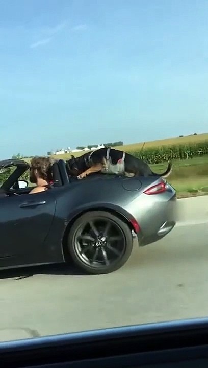 Il laisse son chien à l'arrière de sa voiture décapotable qui roule à 110 kmh