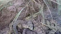 Il fait tomber sa GoPro dans un nid de serpents à sonnette