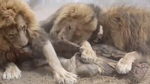 Il est l'heure de manger pour ces lions du Zimbabwe... Impressionnant