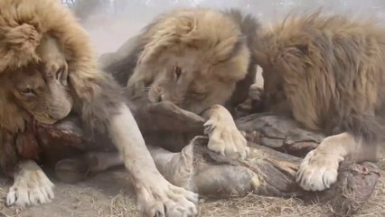 Il est l'heure de manger pour ces lions du Zimbabwe... Impressionnant