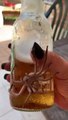 Quand ton araignée géante veut boire une bière