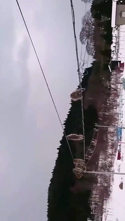 Une colonie de singes à la file indienne sur des câbles électriques.