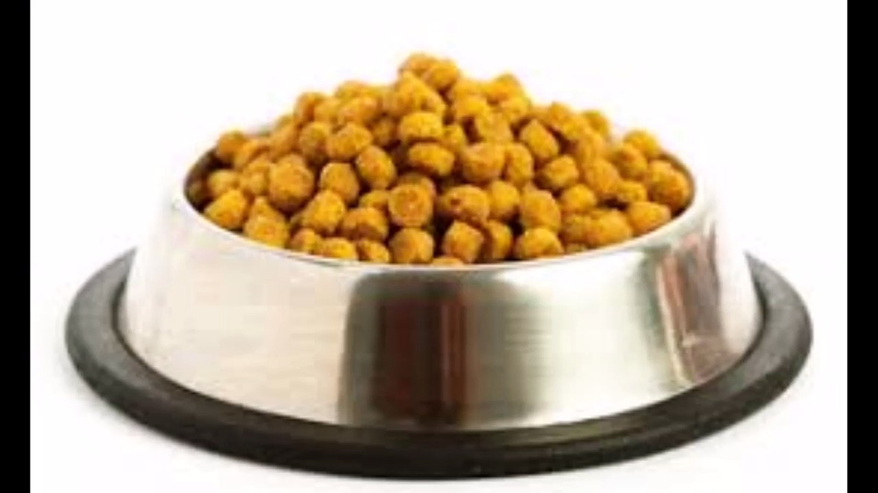 חנות חיות בכרמיאל - התקשרו עכשיו