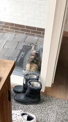 Kitty Has Special Way of Alerting Owner She Wants Inside