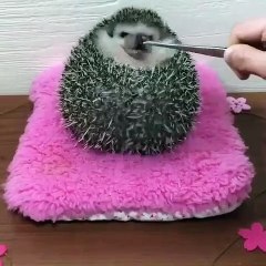 Ce hérisson essaie d'attraper un asticot, mais la fin vous fera éclater de rire!