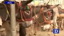 Pakistan will trade donkeys with China