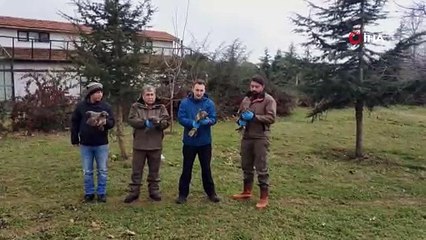 Tedavileri tamamlanan şahinler hürriyete uçtu