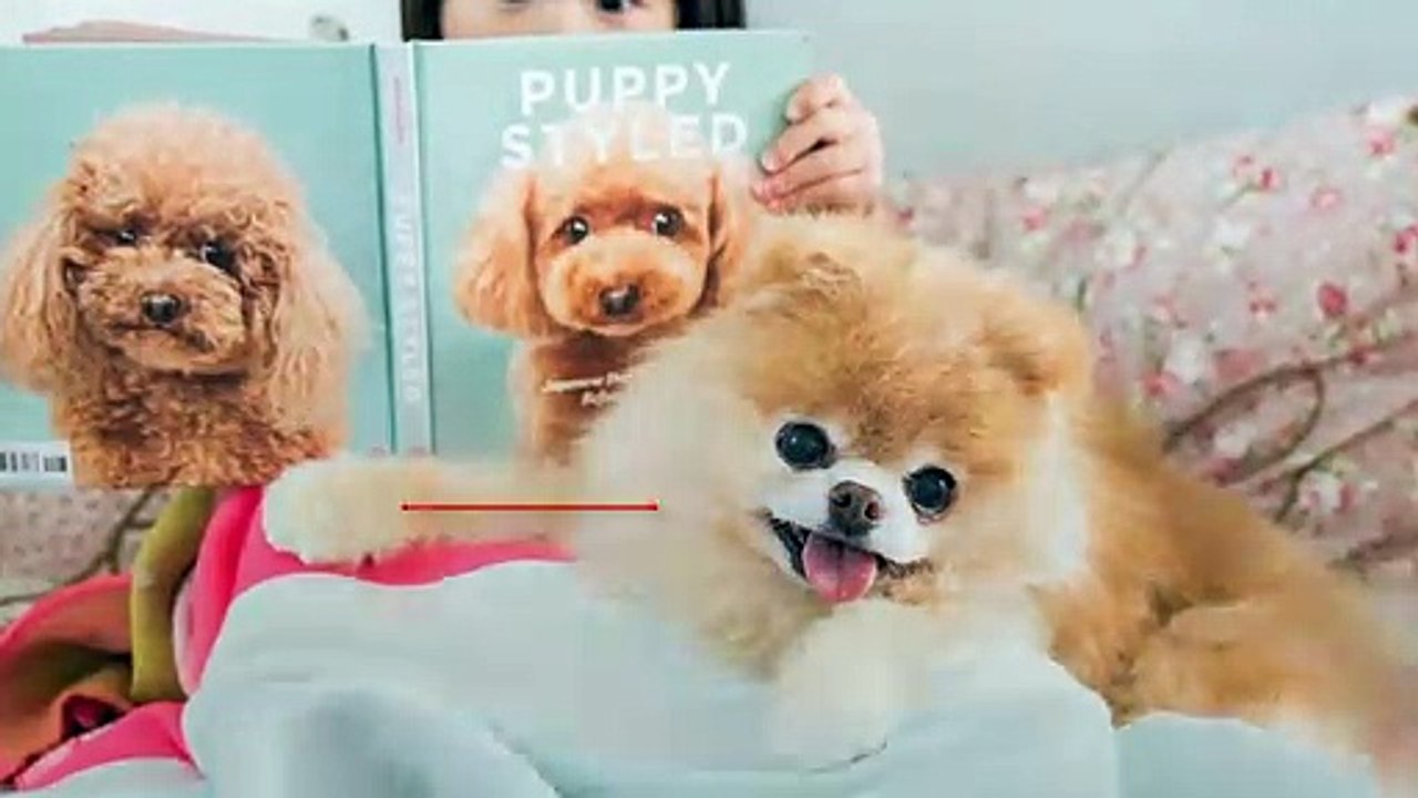 The World’s Cutest Dog Boo Has Died