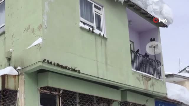 Karda Aç Kalan Hayvanları Besliyor