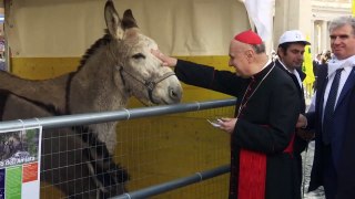 Kühe, Gänse, Esel: Tiere bekommen im Vatikan ihren Segen