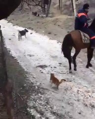 Video herunterladen: Un chaton joue comme un fou avec  la queue d'un cheval