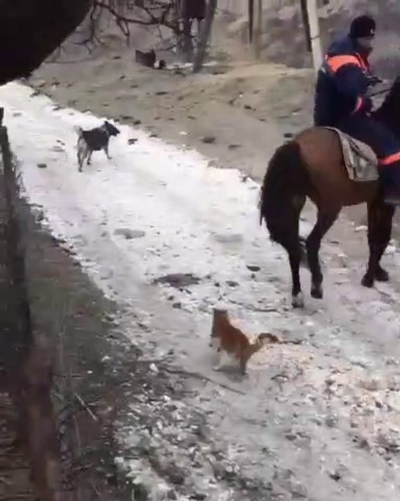 Un chaton joue comme un fou avec  la queue d'un cheval