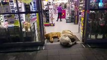 Köpekler ısınmak için dükkan kapısını mesken tuttu