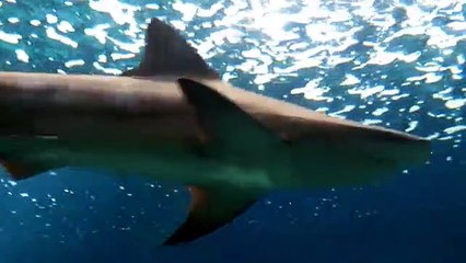 Fish - Aquarium Heraklion Crete GREECE