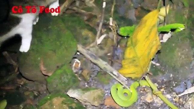 Những Con Mèo Coi Rắn Cực Độc Như Cỏ Rác Mèo Choảng Nhau Với Rắn Lục Xanh