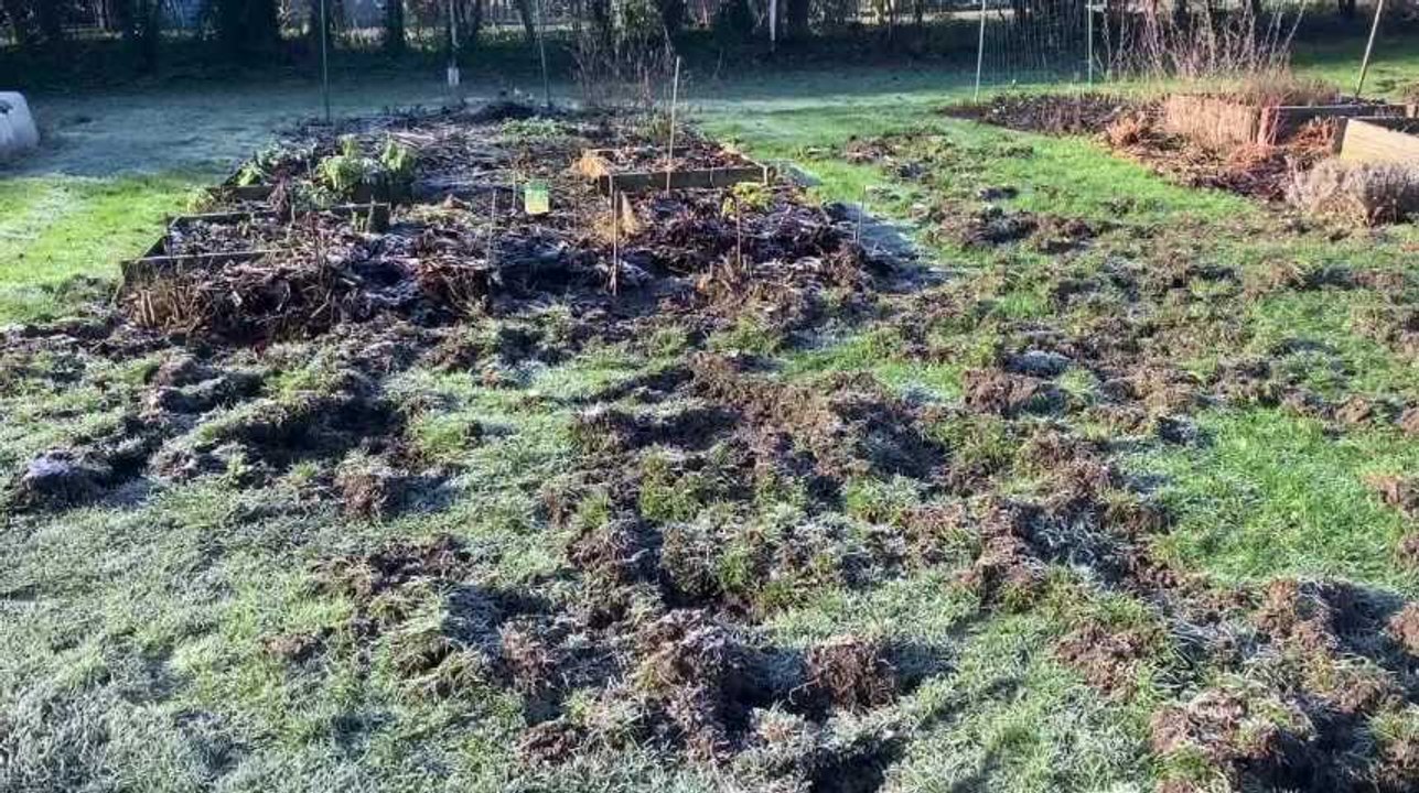 Sambreville: son jardin saccagé par une harde de sangliers
