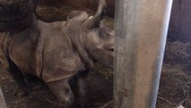 Cerza 2019: bienvenue à la petite rhino du parc zoologique