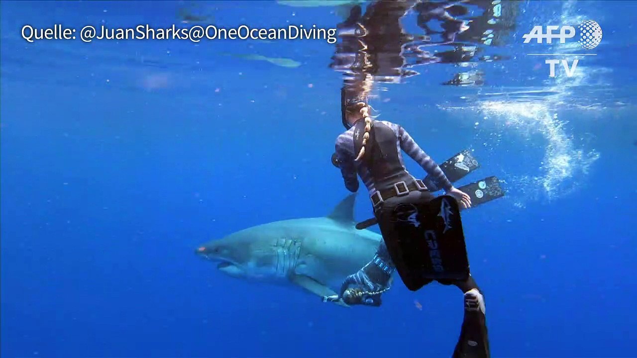 Taucherinnen schwimmen mit riesigem Weißen Hai