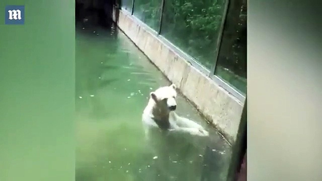 Un ours polaire attrape un oiseau et tente de le ramener à la vie !